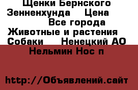 Щенки Бернского Зенненхунда  › Цена ­ 40 000 - Все города Животные и растения » Собаки   . Ненецкий АО,Нельмин Нос п.